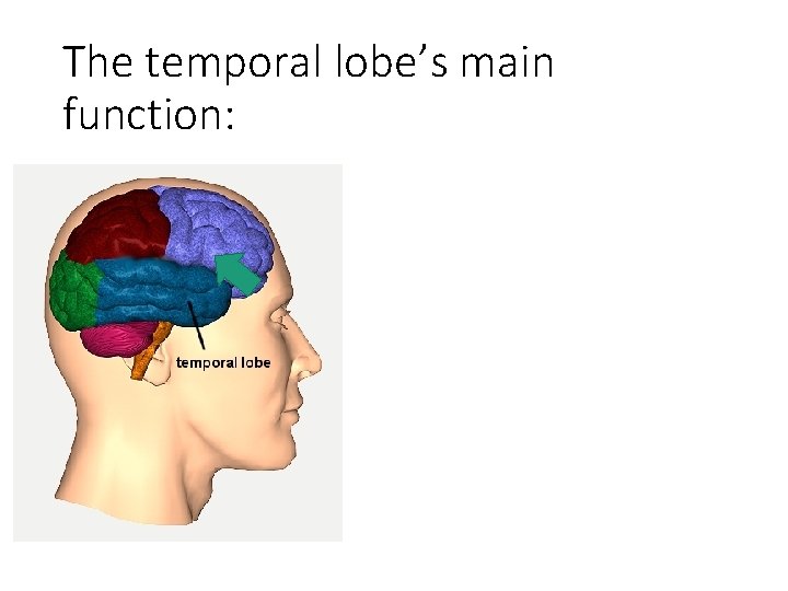 The temporal lobe’s main function: 