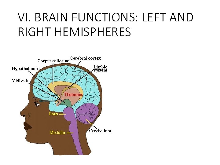 VI. BRAIN FUNCTIONS: LEFT AND RIGHT HEMISPHERES 