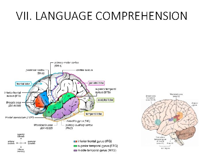 VII. LANGUAGE COMPREHENSION 