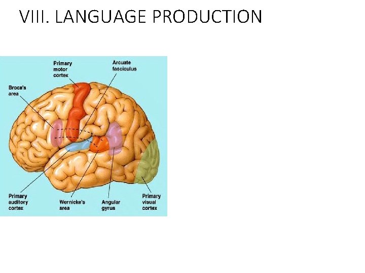 VIII. LANGUAGE PRODUCTION 