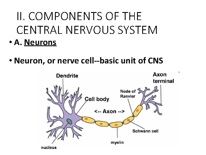 II. COMPONENTS OF THE CENTRAL NERVOUS SYSTEM • A. Neurons • Neuron, or nerve