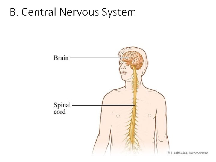 B. Central Nervous System 