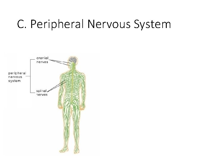 C. Peripheral Nervous System 