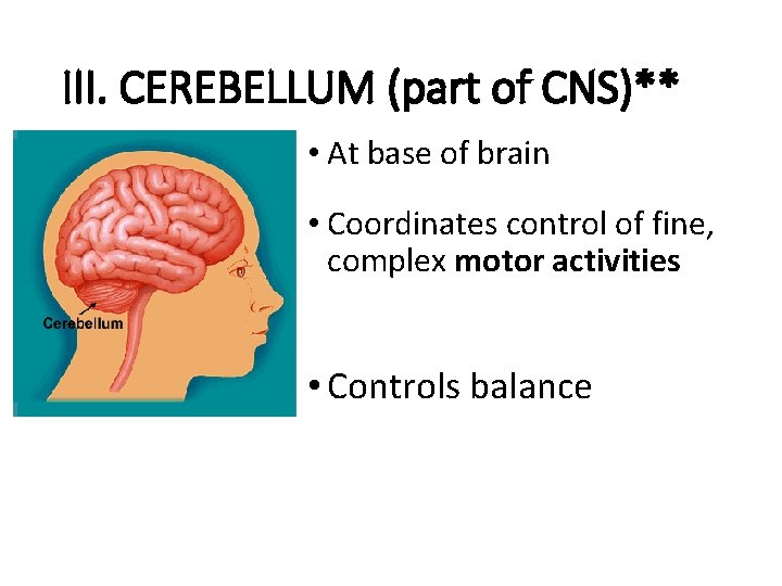 III. CEREBELLUM (part of CNS)** • At base of brain • Coordinates control of