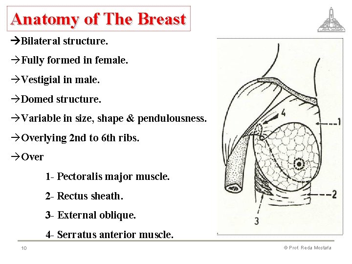 Anatomy of The Breast Bilateral structure. àFully formed in female. àVestigial in male. àDomed