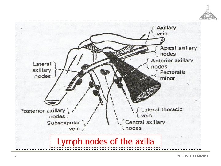 Lymph nodes of the axilla 17 © Prof. Reda Mostafa 