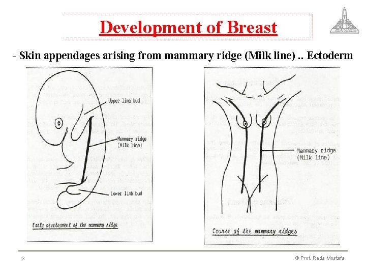 Development of Breast - Skin appendages arising from mammary ridge (Milk line). . Ectoderm