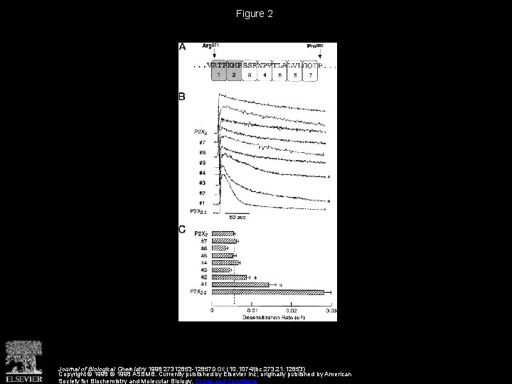 Identification of Amino Acid Residues Contributing to Desensitization