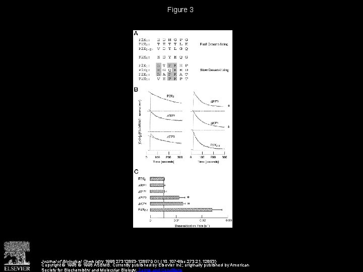 Identification of Amino Acid Residues Contributing to Desensitization