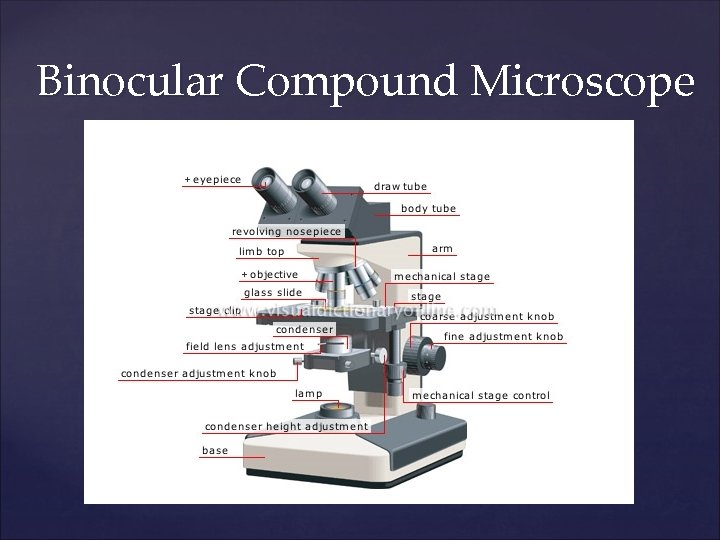 Binocular Compound Microscope 