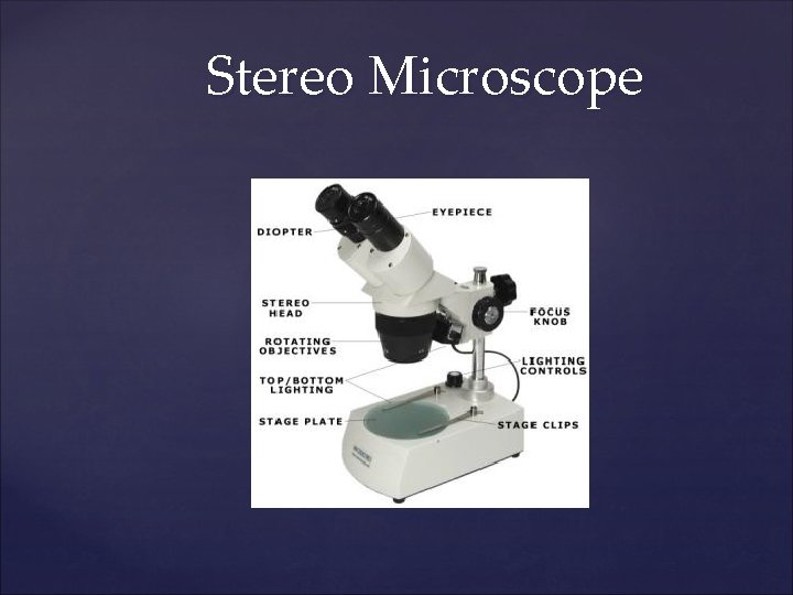 Stereo Microscope 