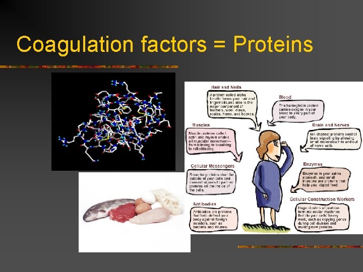 Coagulation factors = Proteins 