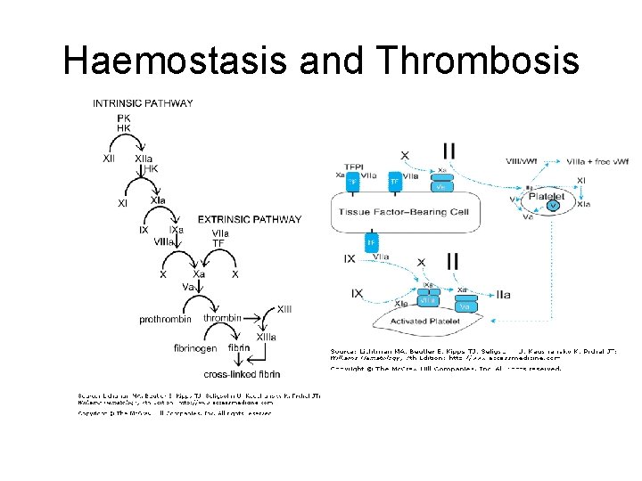 Haemostasis and Thrombosis 