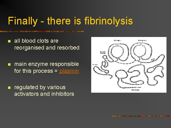 Finally - there is fibrinolysis n all blood clots are reorganised and resorbed n