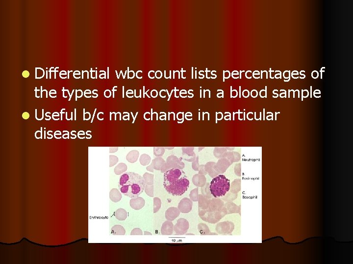 l Differential wbc count lists percentages of the types of leukocytes in a blood