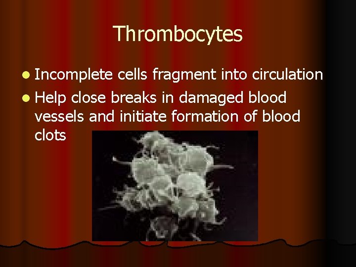 Thrombocytes l Incomplete cells fragment into circulation l Help close breaks in damaged blood
