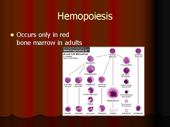 Hemopoiesis l Occurs only in red bone marrow in adults 