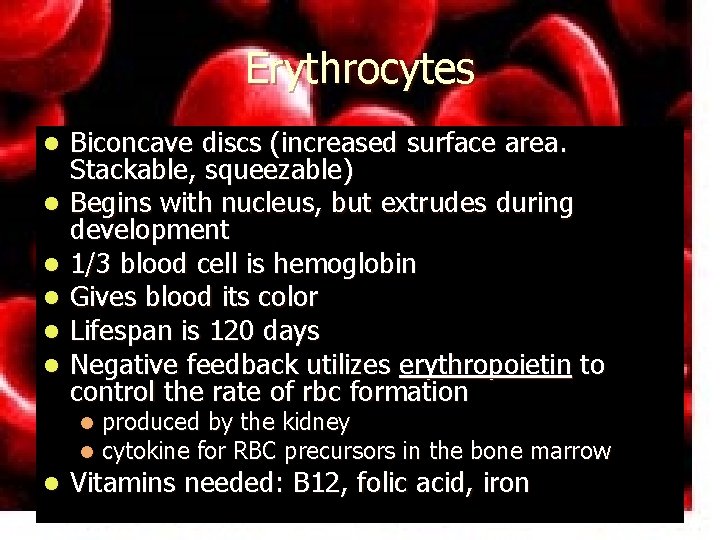 Erythrocytes l l l Biconcave discs (increased surface area. Stackable, squeezable) Begins with nucleus,