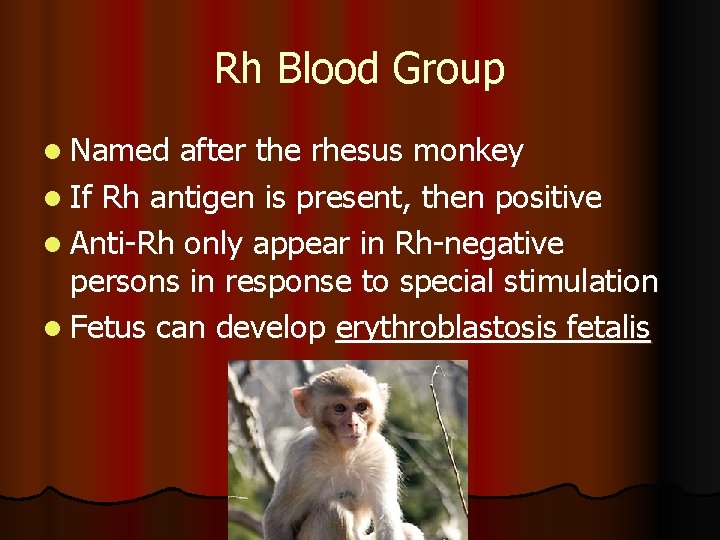 Rh Blood Group l Named after the rhesus monkey l If Rh antigen is