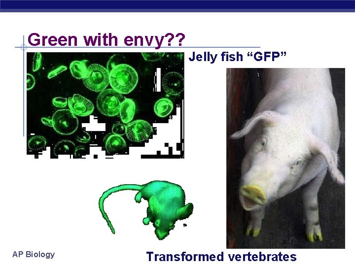 Green with envy? ? Jelly fish “GFP” AP Biology Transformed vertebrates 