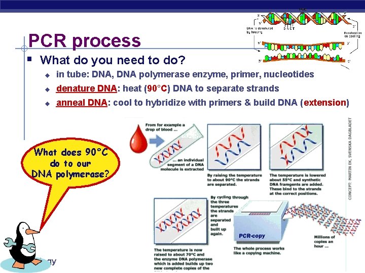 PCR process § What do you need to do? u in tube: DNA, DNA