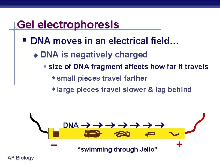 Gel electrophoresis § DNA moves in an electrical field… u DNA is negatively charged