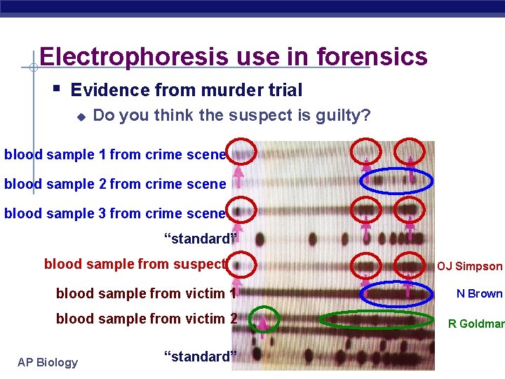 Electrophoresis use in forensics § Evidence from murder trial u Do you think the