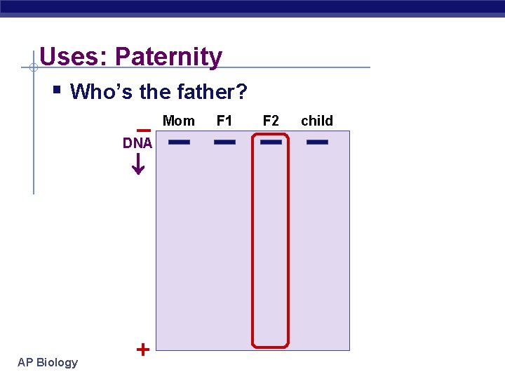 Uses: Paternity § Who’s the father? Mom F 1 – DNA AP Biology +