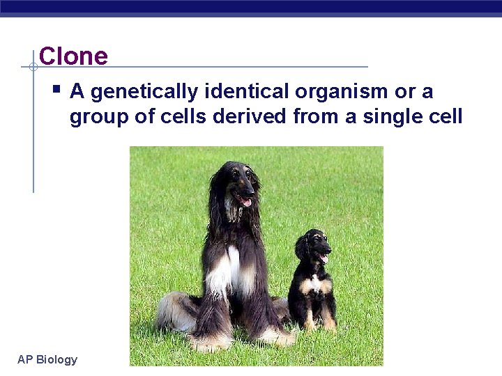 Clone § A genetically identical organism or a group of cells derived from a