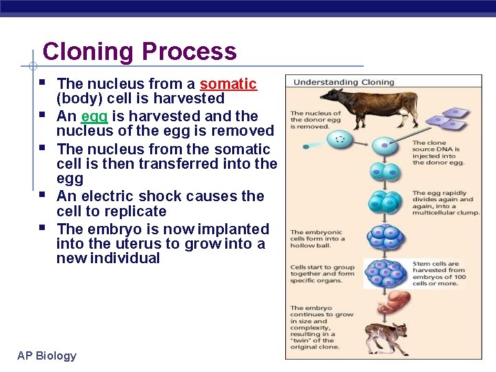 Cloning Process § The nucleus from a somatic § § (body) cell is harvested