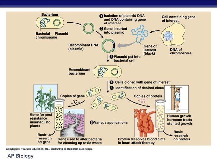 AP Biology 