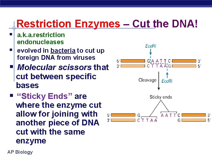 Restriction Enzymes – Cut the DNA! § a. k. a. restriction § endonucleases evolved