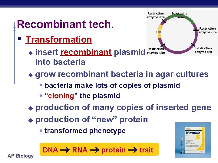 Recombinant tech. § Transformation insert recombinant plasmid into bacteria u grow recombinant bacteria in