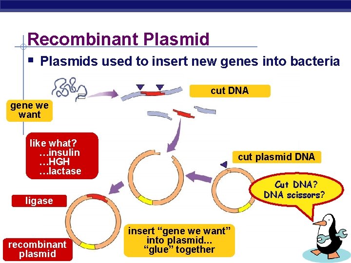 Recombinant Plasmid § Plasmids used to insert new genes into bacteria cut DNA gene