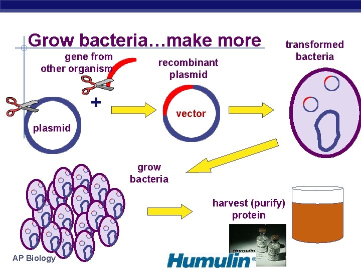 Grow bacteria…make more gene from other organism recombinant plasmid + vector plasmid grow bacteria