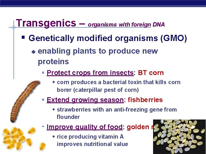 Transgenics – organisms with foreign DNA § Genetically modified organisms (GMO) u enabling plants