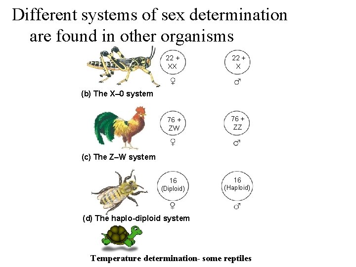 Different systems of sex determination are found in other organisms 22 + XX 22