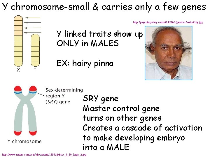 Y chromosome-small & carries only a few genes http: //pageofmystery. com/ALPHAS/genetics/earhairbig. jpg Y linked