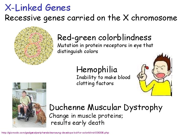 X-Linked Genes Recessive genes carried on the X chromosome Red-green colorblindness Mutation in protein