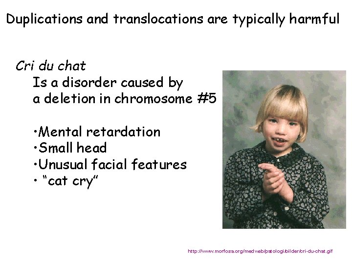 Duplications and translocations are typically harmful Cri du chat Is a disorder caused by