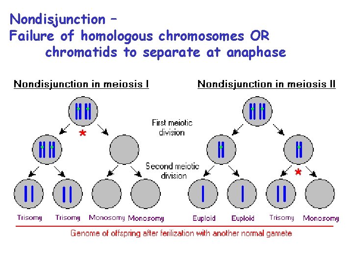 Nondisjunction – Failure of homologous chromosomes OR chromatids to separate at anaphase 