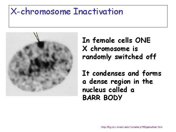 X-chromosome Inactivation In female cells ONE X chromosome is randomly switched off It condenses