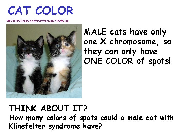 CAT COLOR http: //ascensionparish. net/forum/messages/14/2493. jpg MALE cats have only one X chromosome, so