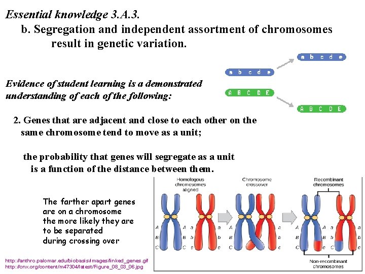 Essential knowledge 3. A. 3. b. Segregation and independent assortment of chromosomes result in
