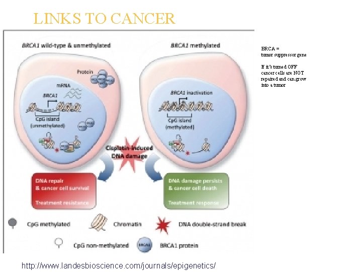 LINKS TO CANCER BRCA = tumor suppressor gene If it’s turned OFF cancer cells