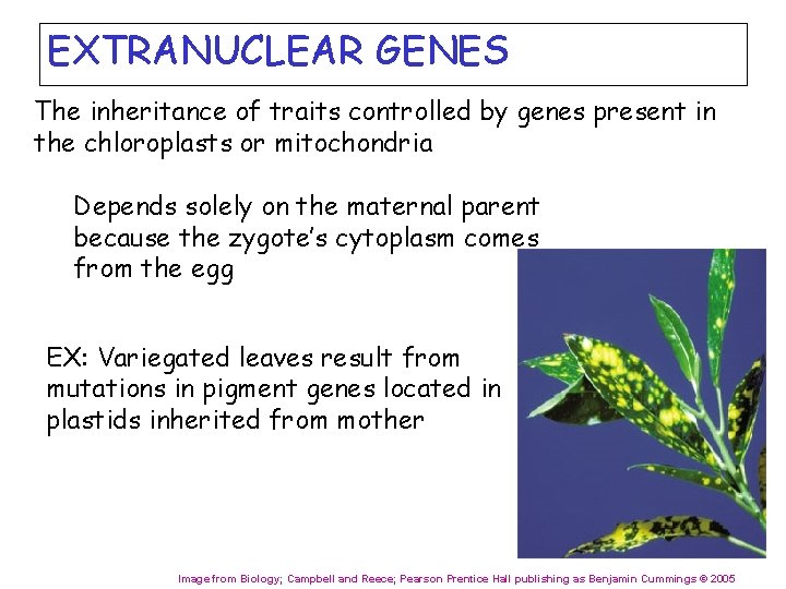 EXTRANUCLEAR GENES The inheritance of traits controlled by genes present in the chloroplasts or