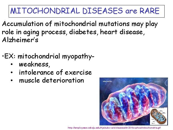 MITOCHONDRIAL DISEASES are RARE Accumulation of mitochondrial mutations may play role in aging process,