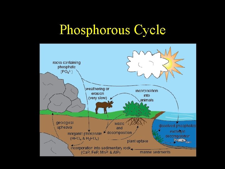 Phosphorous Cycle 