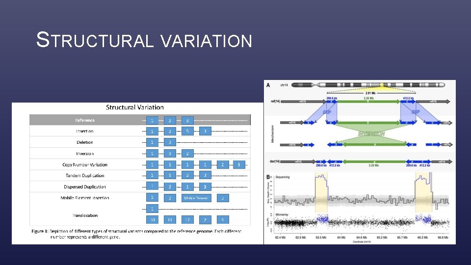 STRUCTURAL VARIATION 