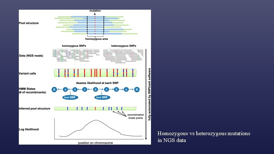 Homozygous vs heterozygous mutations in NGS data 